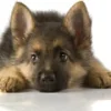 dog pup.webp