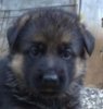 thaidog1.jpg