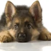 dog pup2.webp