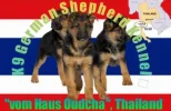 K9 (1).webp