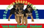 K9 (2).webp
