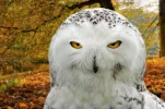 uil.webp