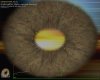 furmark-artifact-gainward-hd-4870-gold-sample-01.jpg