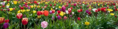 bloemb.webp