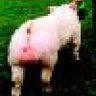 robissun