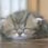 Littlecat