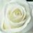 Rose62