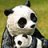 panda1