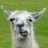 Llama