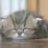 Littlecat
