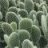 Cactuscweker