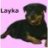 Layka
