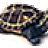 PeterCarapax