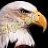 eAgLe eYe