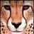Cheetahke